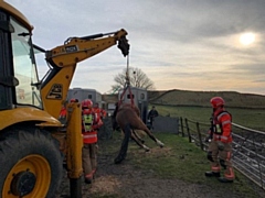 Moving 28-year-old horse Atlas