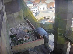 The nesting peregrine falcons with their first egg of 2020