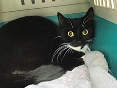 One of the cats found abandoned in a cat carrier in Rochdale