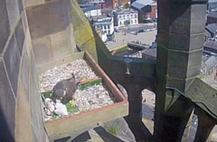 The two falcon chicks enjoying life at Rochdale Town Hall