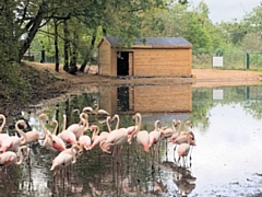 The flamingos at Hopwood Hall College and University Centre