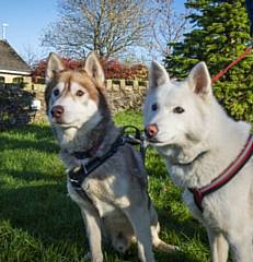 Logan and Angel; could you give them a home?