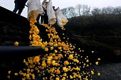 The ducks being launched into the water at the overflow of Cowm Reservoir