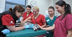 Pet Blood Bank team in donation room