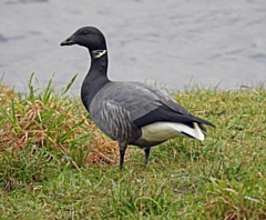 The brent goose