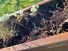 The planters were donated by the former Frankie & Benny’s at Sandbrook Park in 2018 and have been maintained by volunteers ever since