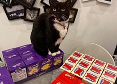 Spritzer the cat with some of the Easter eggs donated to Fairfield Hospital