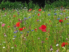 Over 200,000 seed packets will be sent to schools (wildflowers at Caldershaw Meadow)