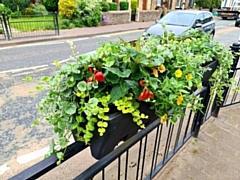 NEEVA has adopted six saddle planters