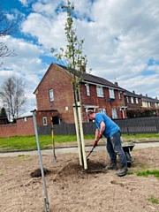 Groundwork Landscapes team member David Riley planting a new tree in Kirkholt