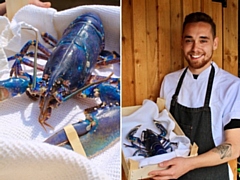 Head Chef Austin Hopley with the 'one-in-two-million' blue lobster