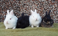 Rabbits at Bleakholt Animal Sanctuary