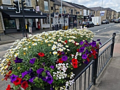 Norden In Bloom