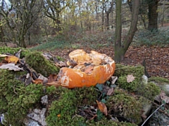 Pumpkin dumped in woodland