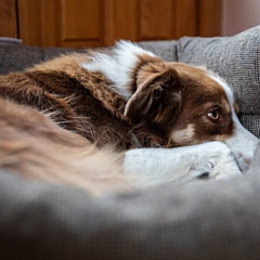 Nearly half of owners say their dog is scared by fireworks, with one in five noticing signs of stress