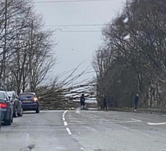 The fallen tree at Slattocks