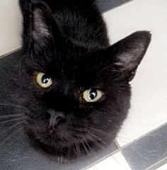 Can you give a home to a beautiful Bleakholt black cat, such as Charles?