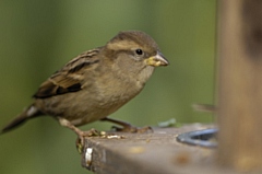 House sparrows are the most common birds in Greater Manchester