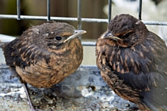 Two fledgling blackbirds