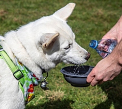 Keep fresh, cool water available at all times