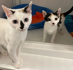 The RSPCA needs food for the kittens it is caring for