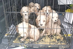 A staggering 20 puppies were found abandoned in a crate on a layby in Essex