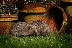 Hedgehogs