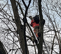 A cat stuck in a tree in Middleton