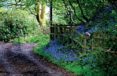 A row of bluebells at Hollingworth Lake by Rachel Holland