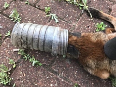 A fox with its head stuck in a plastic tube