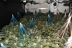 The cannabis plants