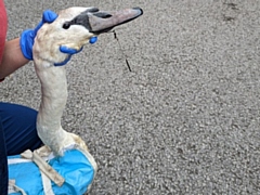 A juvenile swan was rescued after a fishing hook with a ball weight attached, had gone through the bird’s beak and pierced his tongue