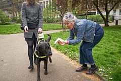 One in five Brits (21%) admit they have stopped and distracted a guide dog while it was working, while 34% confessed they’d been tempted to