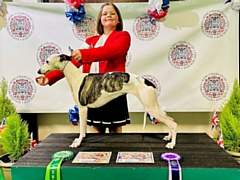 A very proud Darcie and Domino with their rosettes from the National Dog Show in Stafford