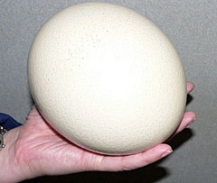 Ostrich egg