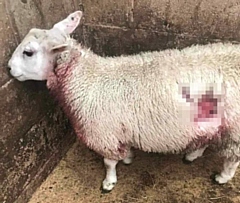 One of the sheep that had to be put down