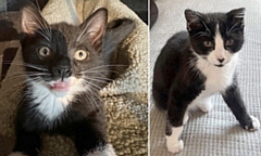 The two kittens born with disfigurements: Smooch, left, and Thumper, right