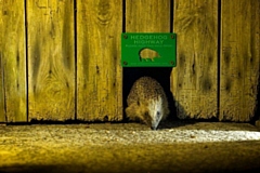 A campaign has been launched by Hedgehog Street to make garden fencing with ready-made ‘Hedgehog Highways’ industry standard, giving hedgehogs much needed access to different gardens