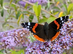 Red Admiral