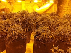 81 large plants with an estimated street value of £81,000 were seized