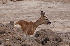 Roe deer spotted at the former Akzo Nobel site, which is now under development for houses