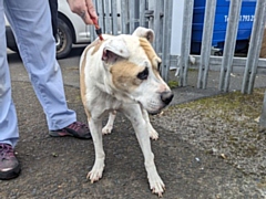 The white and tan bull-type dog was found lying on grass outside flats at Daventry Road, at the corner of Hogarth Road