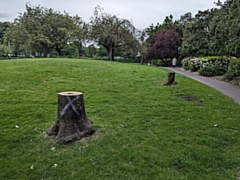 Nine trees have been cut down in Hare Hill Park on safety grounds