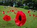 A river of poppies in Hare Hill Park